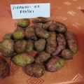 Dzień Ziemniaka