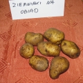 Dzień Ziemniaka